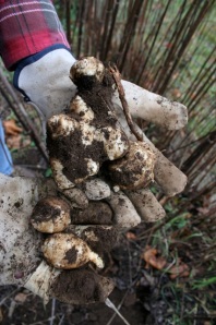 Knobby tubers freshly dug