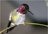 Blog Anna's hummingbird