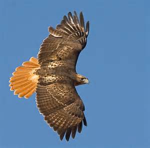Red-tailed hawk 