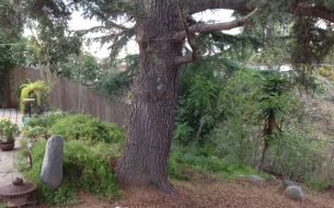 The Torrey pine Howie planted that shaded his swing