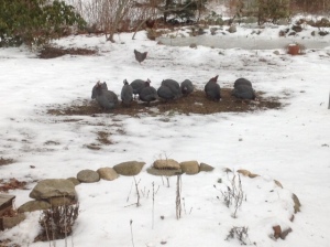The guinea fowl find a warm spot over the septic tank