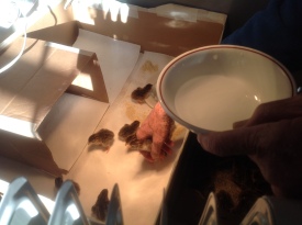 Howie introduces the keets to water and their new home